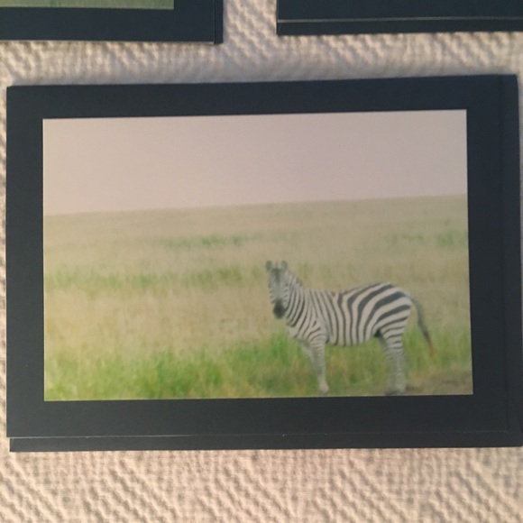 Zebra photograph card set - Picture 2 of 6